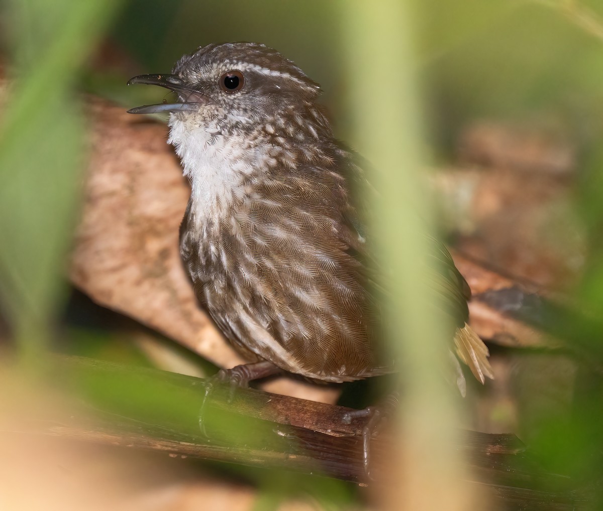 Eyebrowed Wren-Babbler - ML621592111