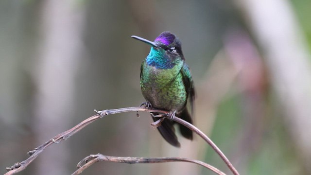 Talamanca Hummingbird - ML621592173