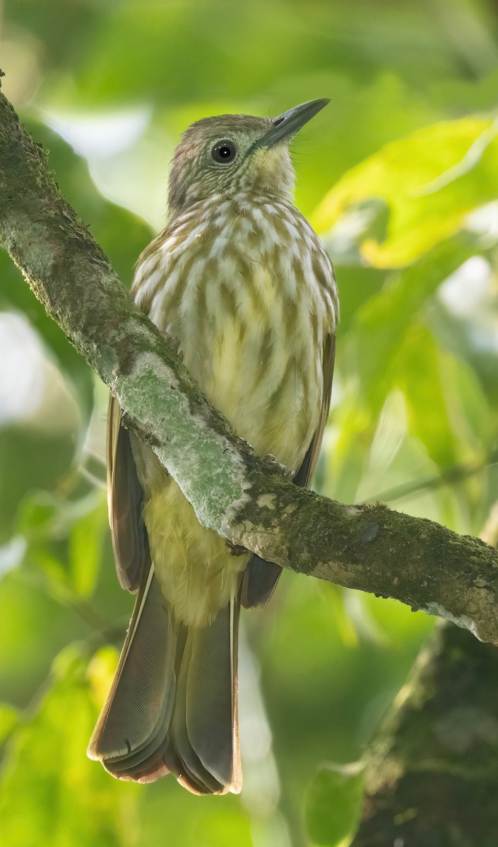Javan Bulbul - ML621592177