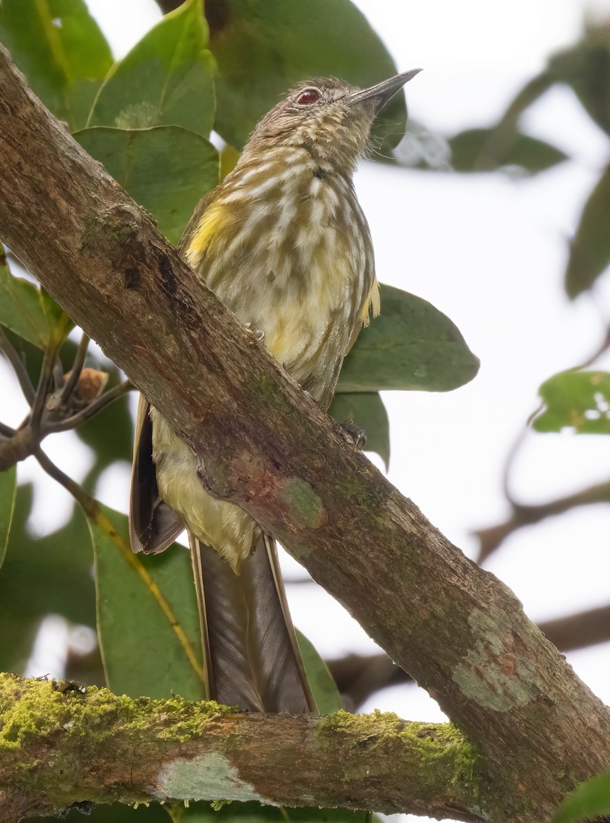 Javan Bulbul - ML621592178