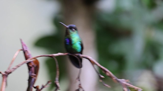 Fiery-throated Hummingbird - ML621592196