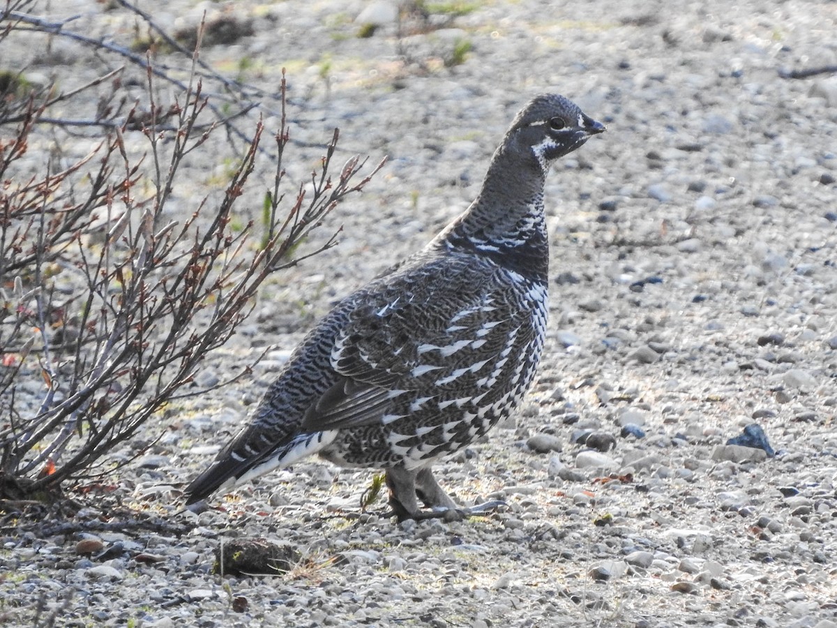 Spruce Grouse - ML621592250