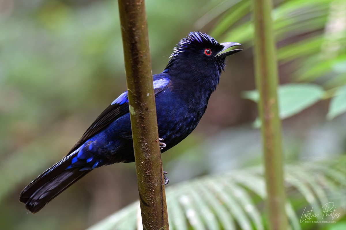 Philippine Fairy-bluebird - ML621592251