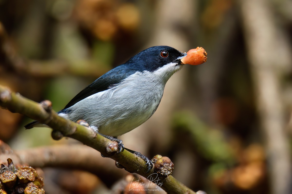 Bicolored Flowerpecker - ML621592261