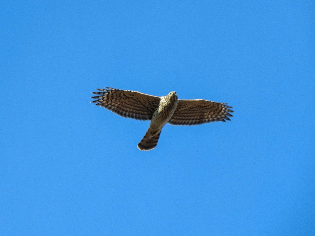 American Goshawk - ML621592265