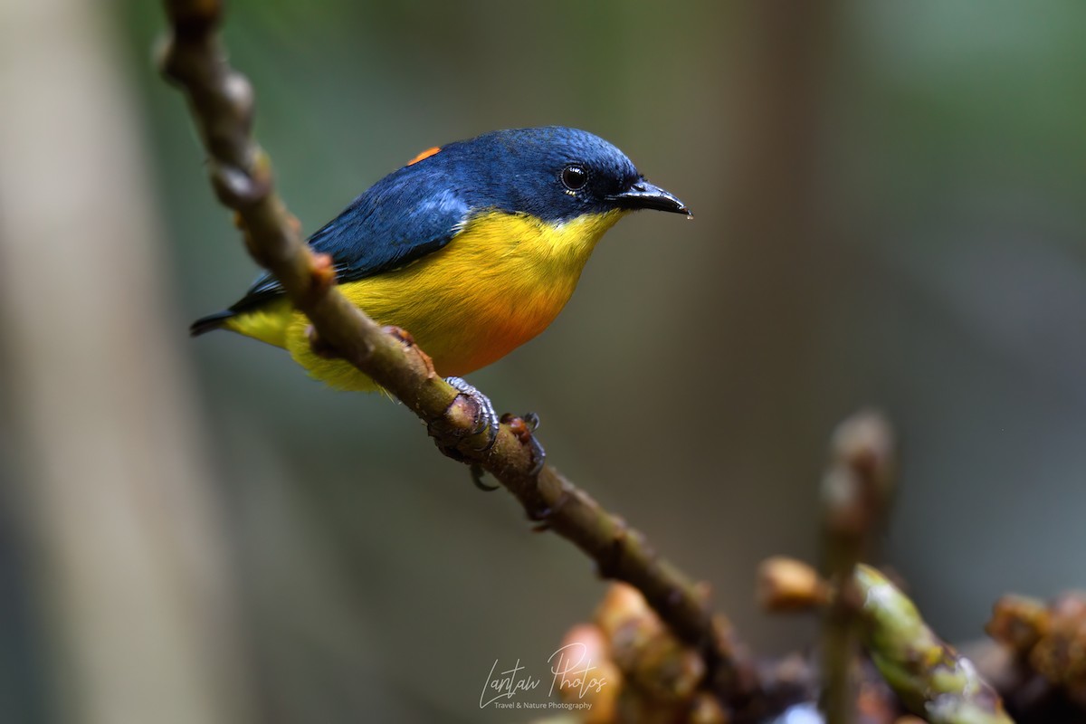 Orange-bellied Flowerpecker - ML621592305