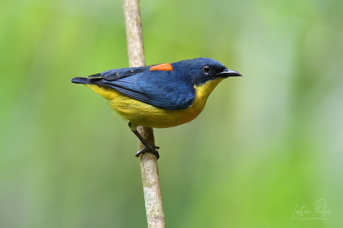 Orange-bellied Flowerpecker - ML621592309