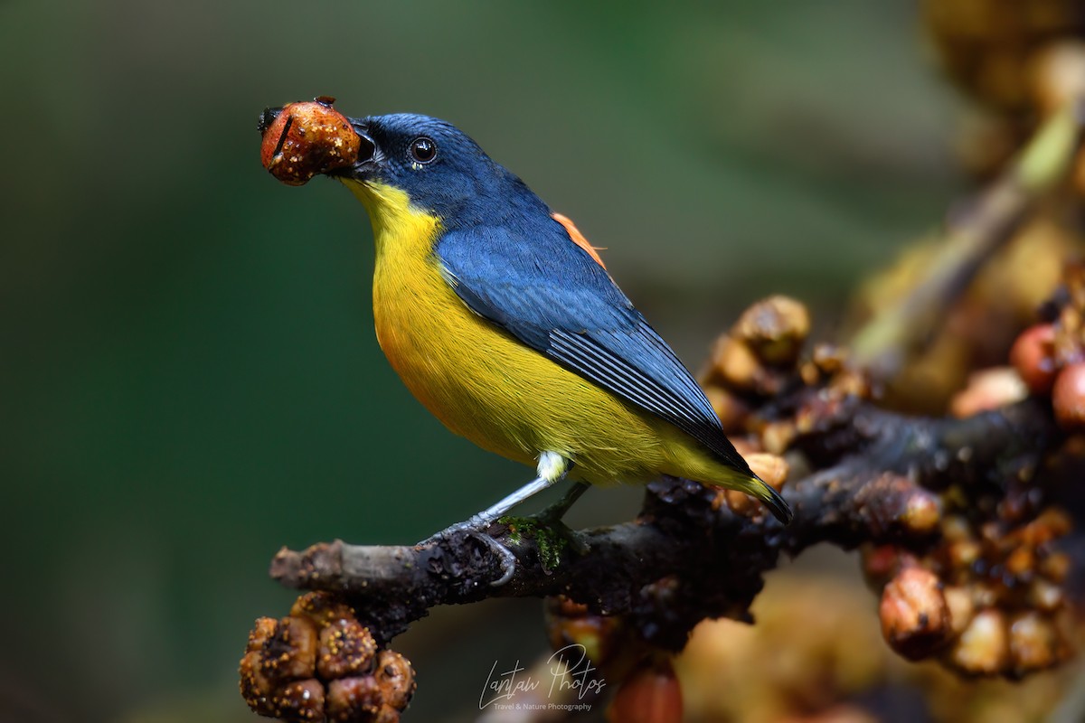 Orange-bellied Flowerpecker - ML621592310