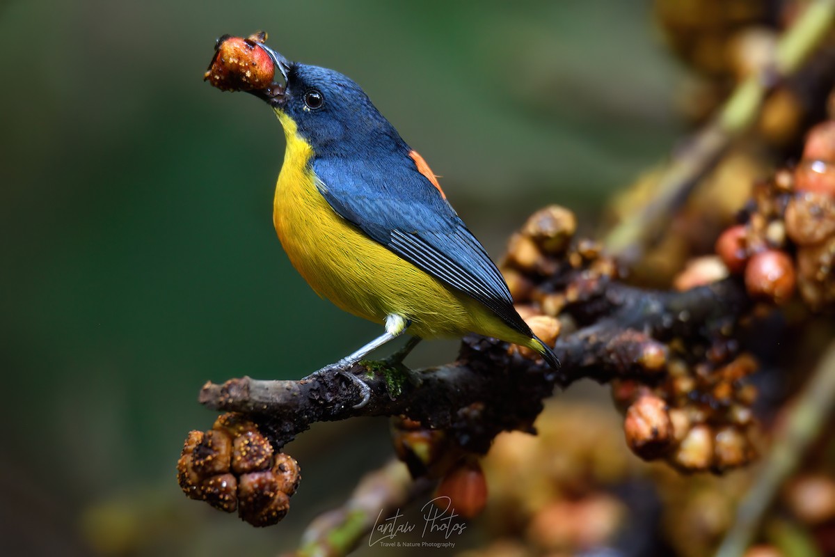 Orange-bellied Flowerpecker - ML621592311