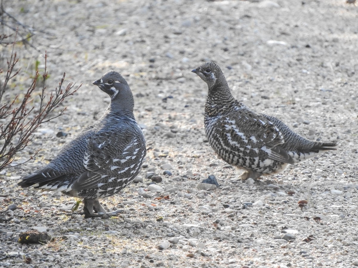 Spruce Grouse - ML621592351