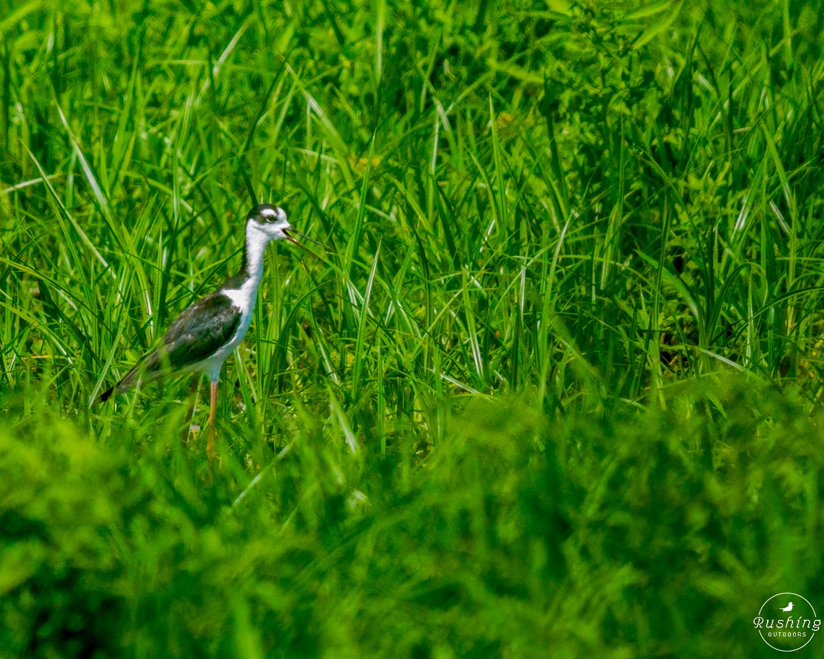 Black-necked Stilt - ML621592384