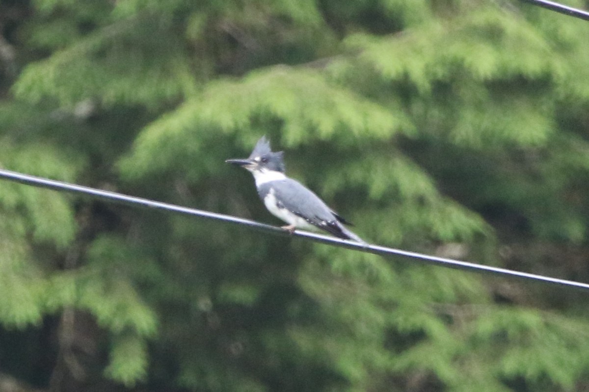 Belted Kingfisher - ML621592465