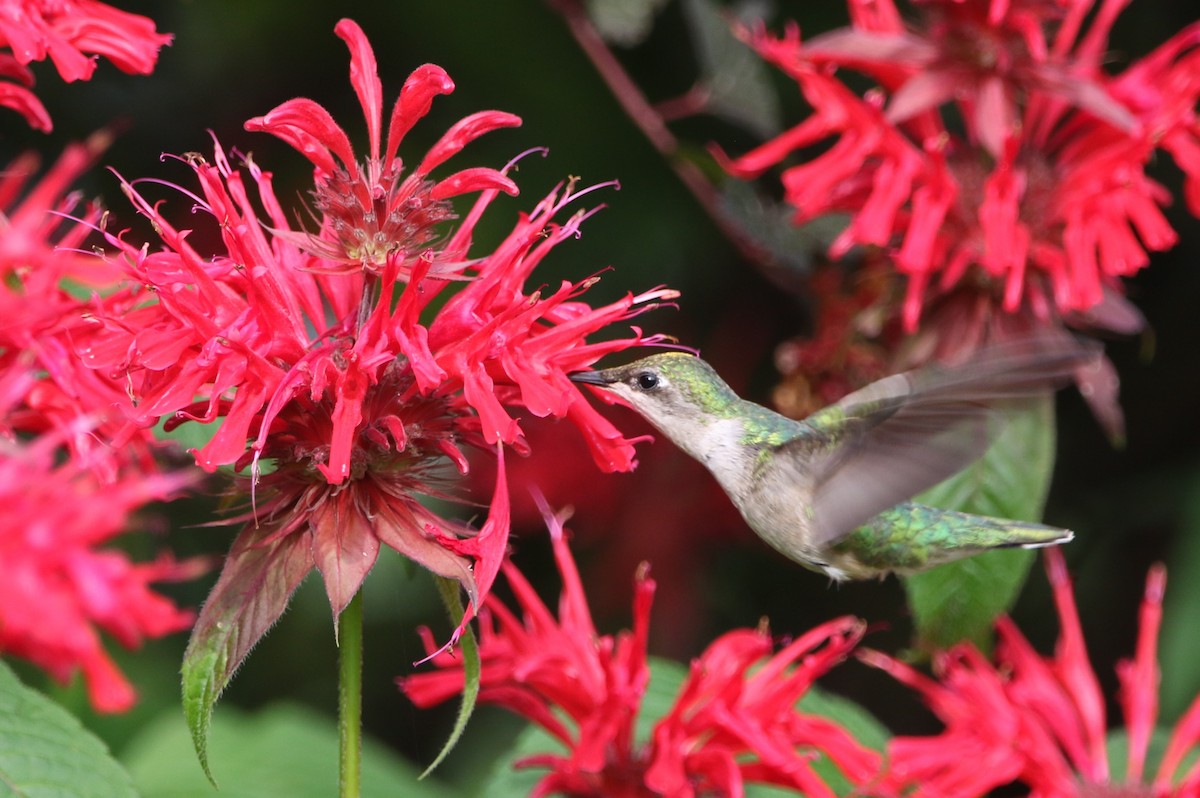 Ruby-throated Hummingbird - ML621592478