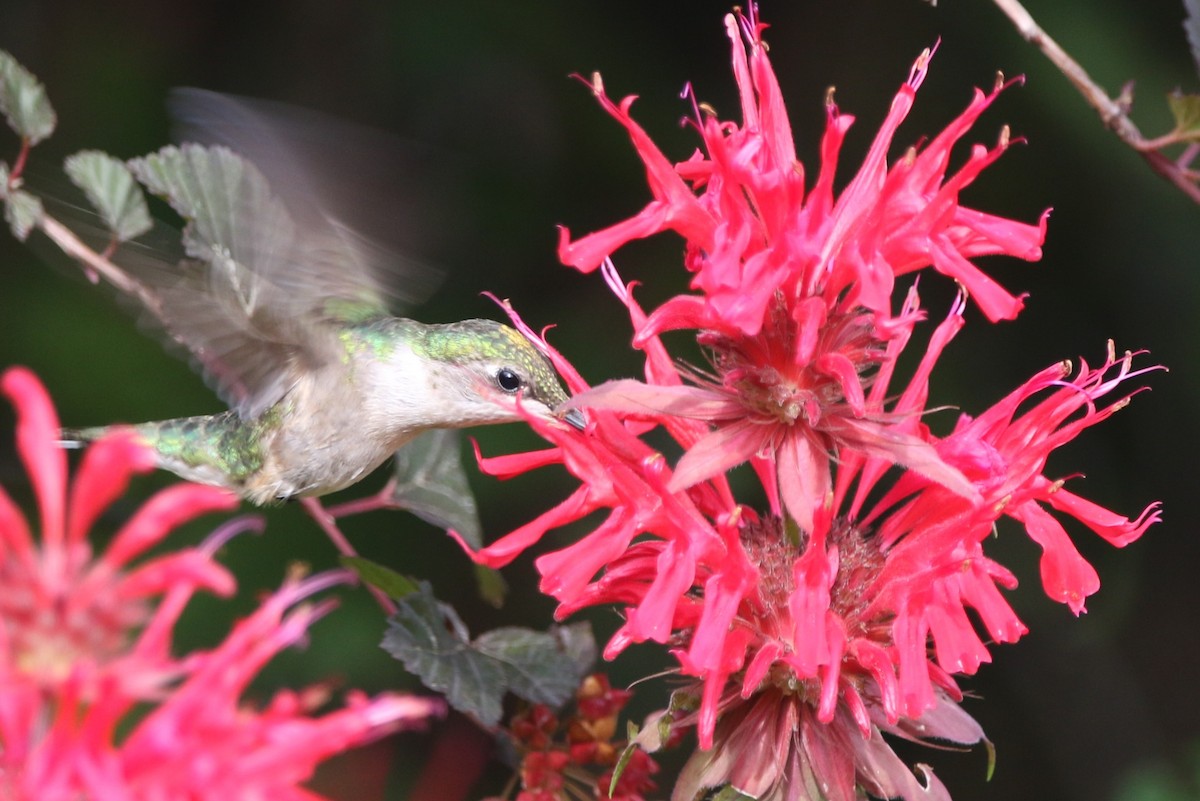 Ruby-throated Hummingbird - ML621592481