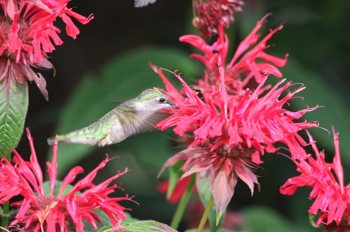Ruby-throated Hummingbird - ML621592482