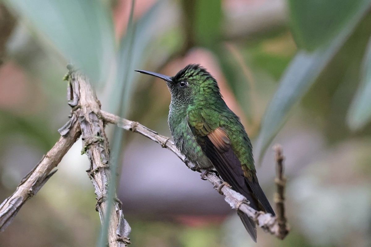 Stripe-tailed Hummingbird - ML621592497