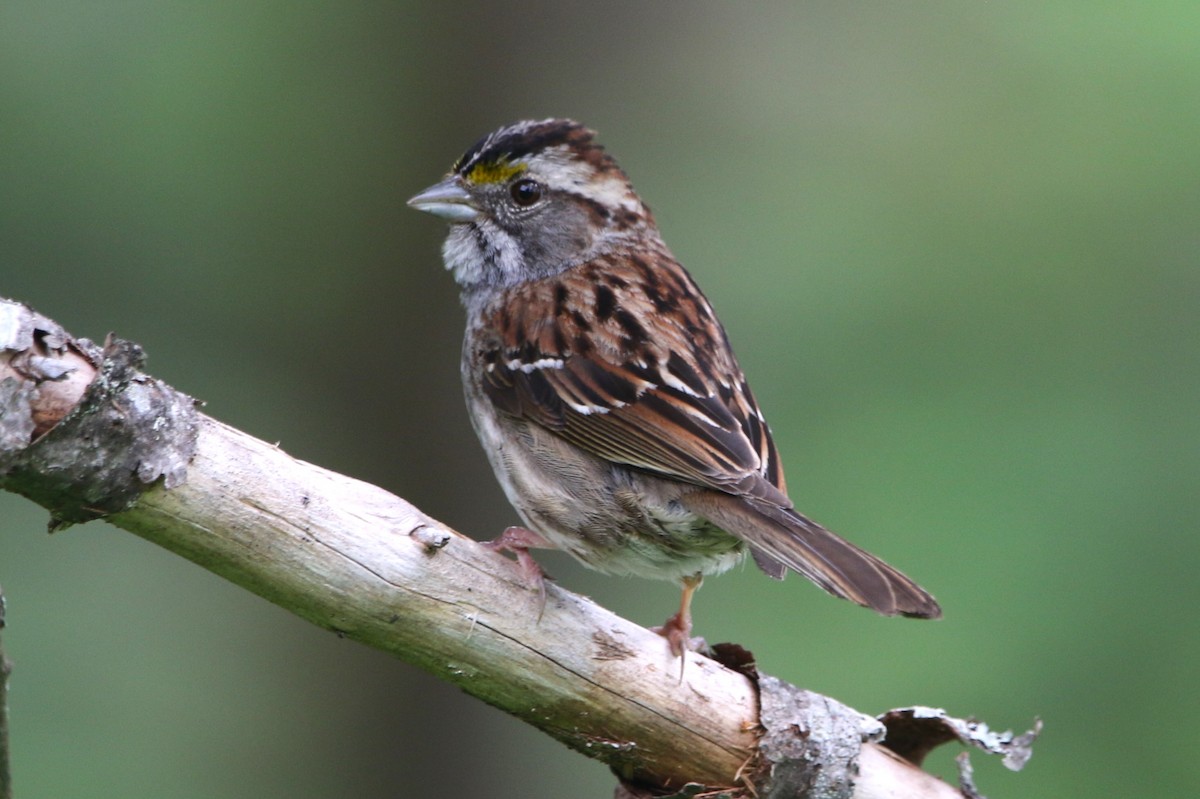 White-throated Sparrow - ML621592503