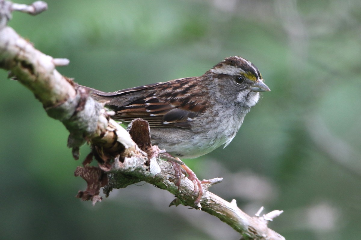 White-throated Sparrow - ML621592505
