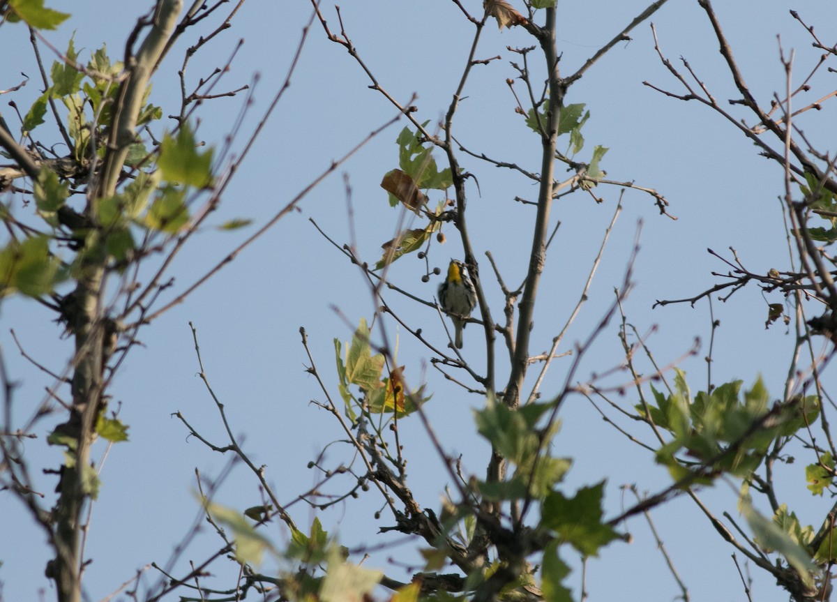Yellow-throated Warbler - ML621592601