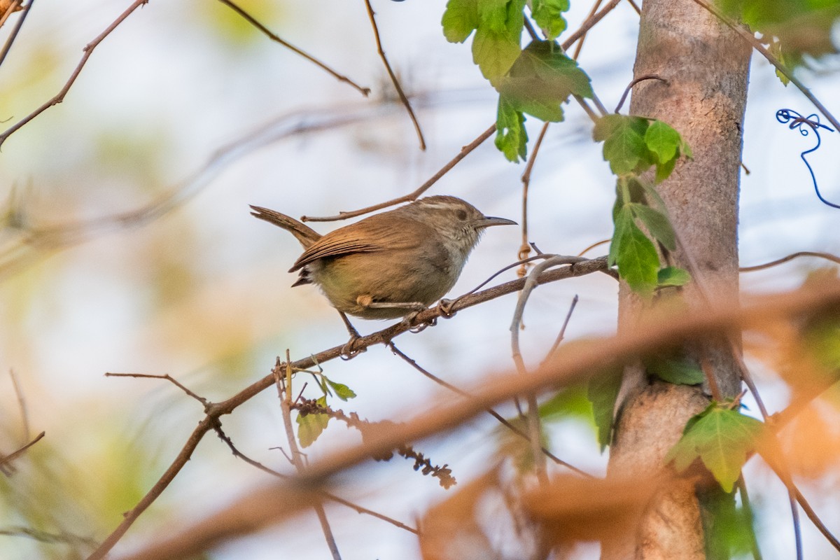 White-bellied Wren - ML621592634