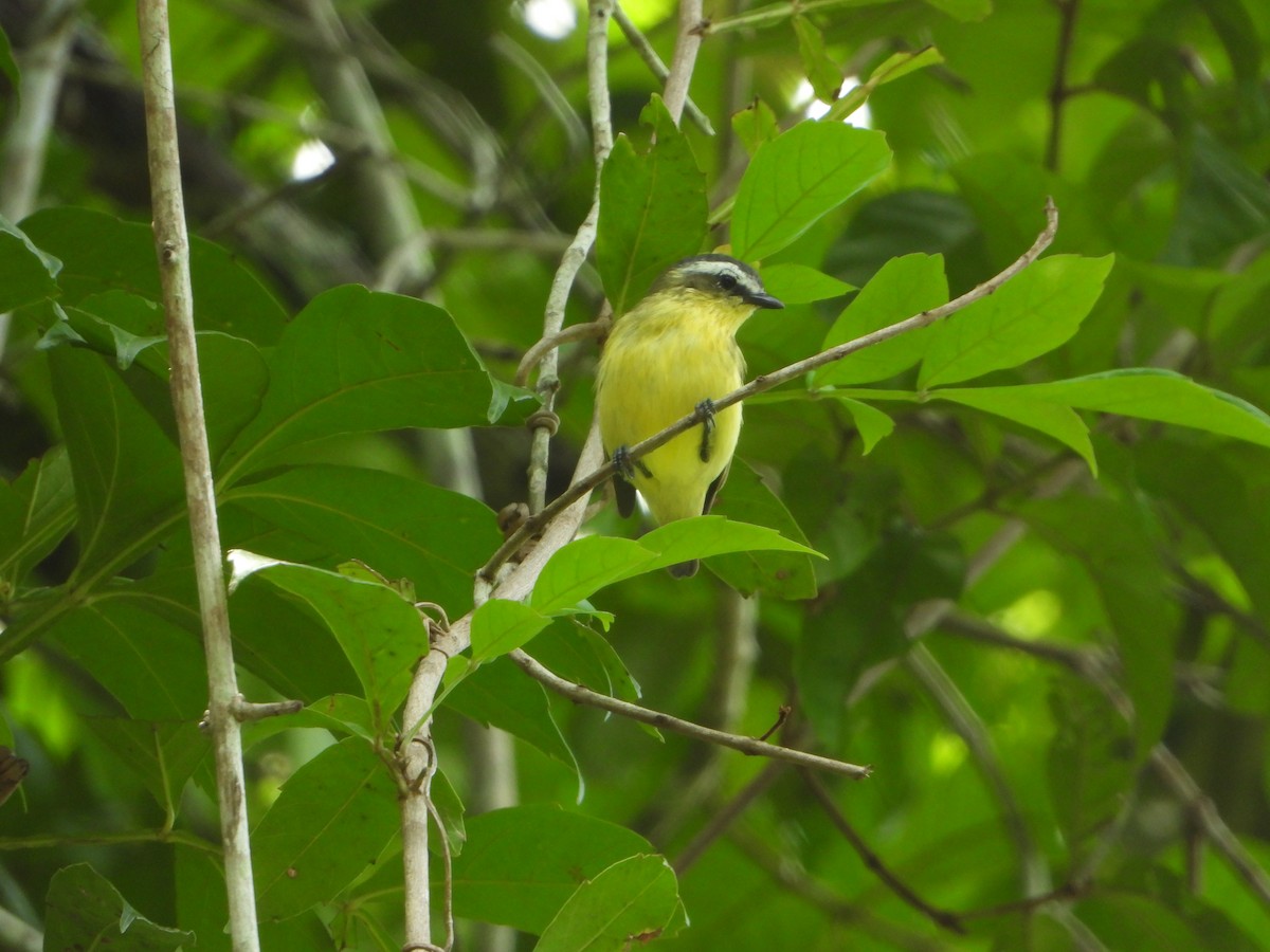 Yellow-bellied Tyrannulet - Angel Castillo Birdwatching Guide