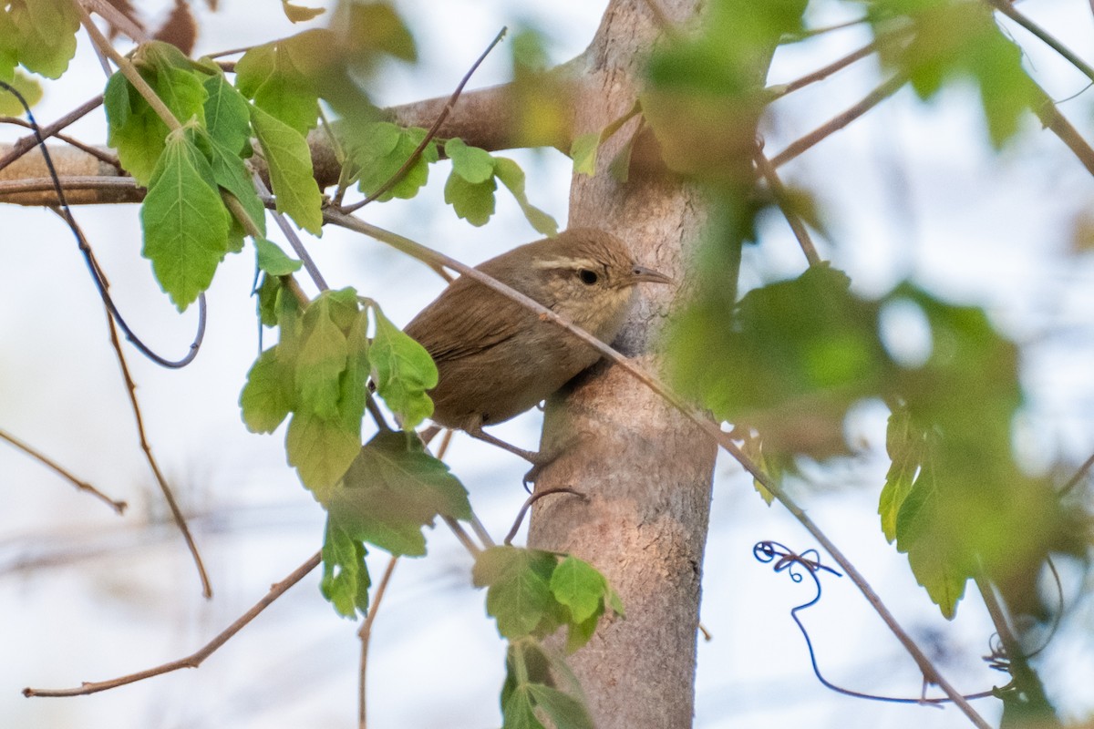 White-bellied Wren - ML621592640