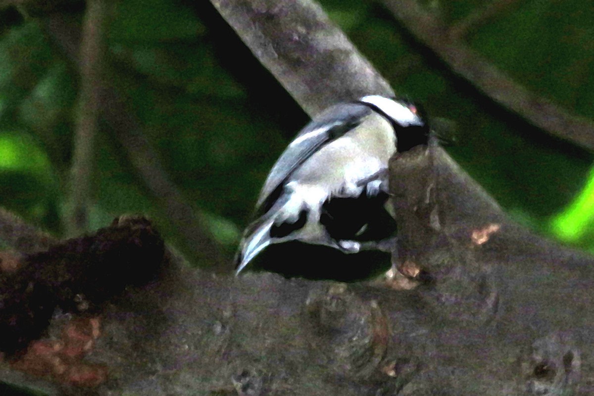 Indian Pied Starling - ML621592713