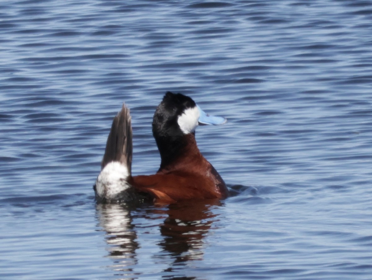 Ruddy Duck - ML621592780