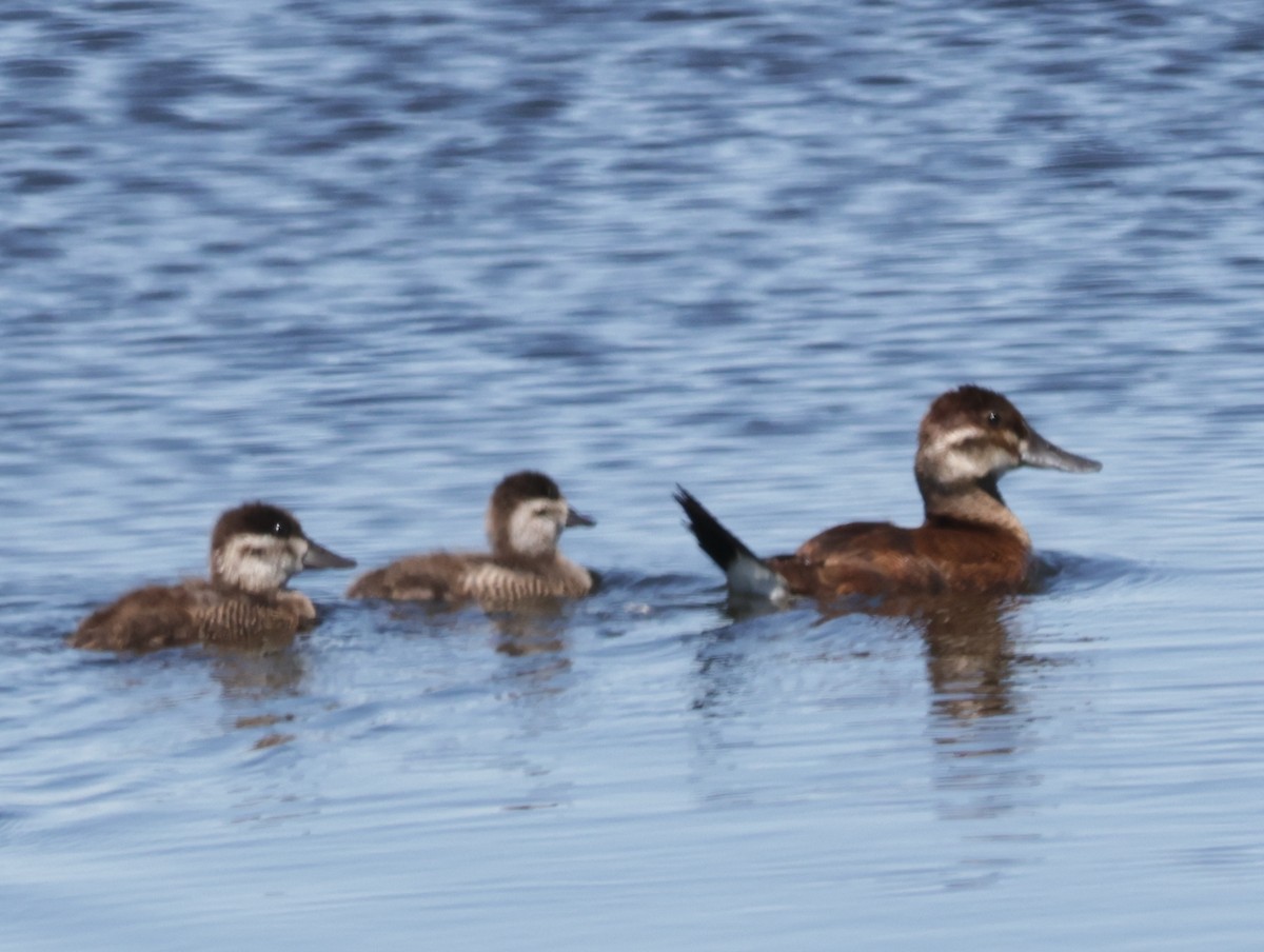 Ruddy Duck - Joan Baker