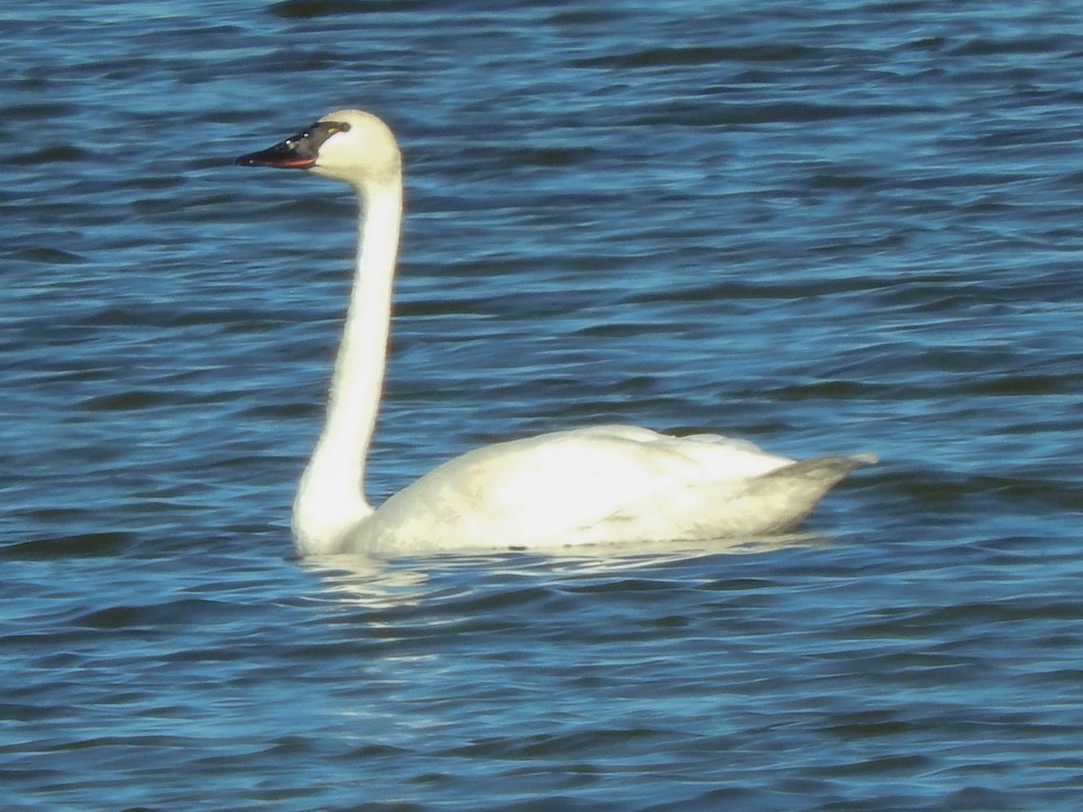 Tundra Swan - France Desbiens