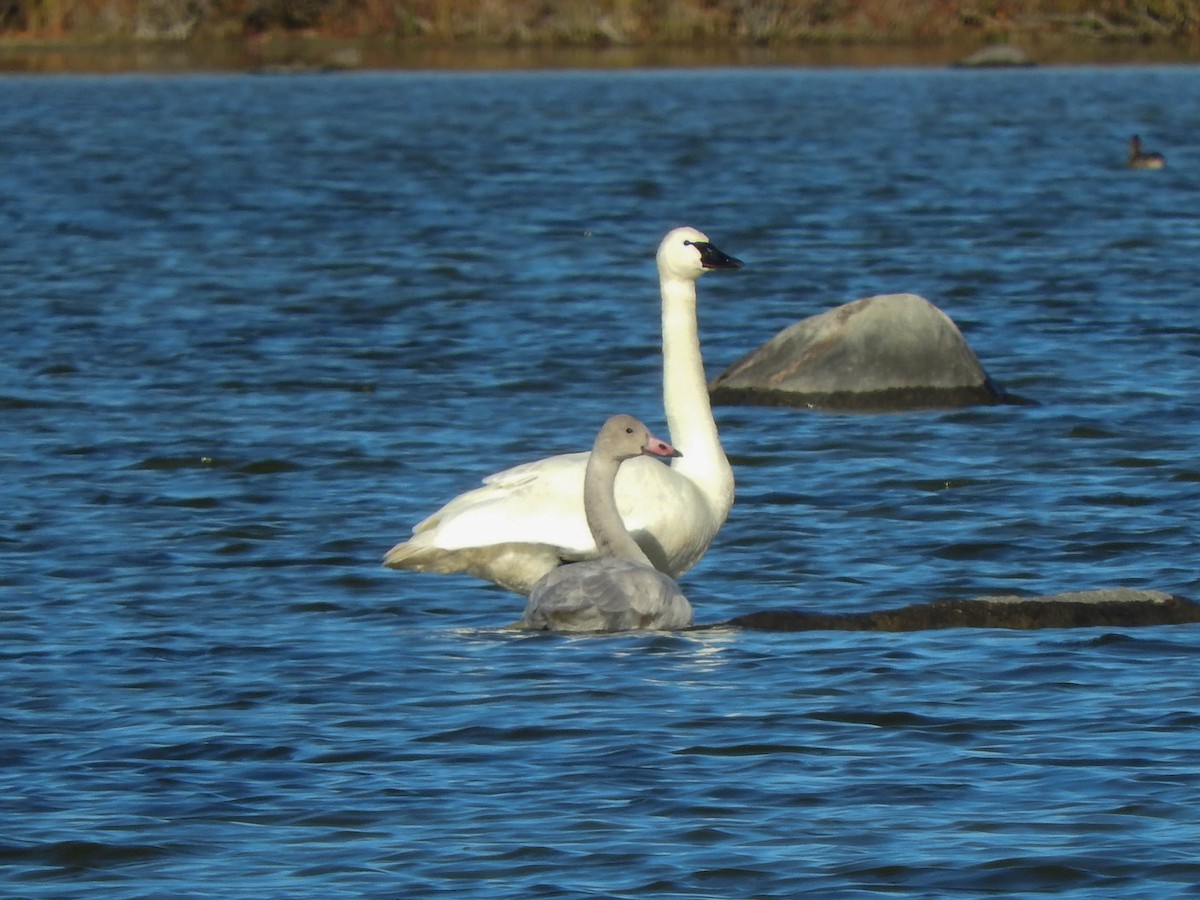 Tundra Swan - ML621592794