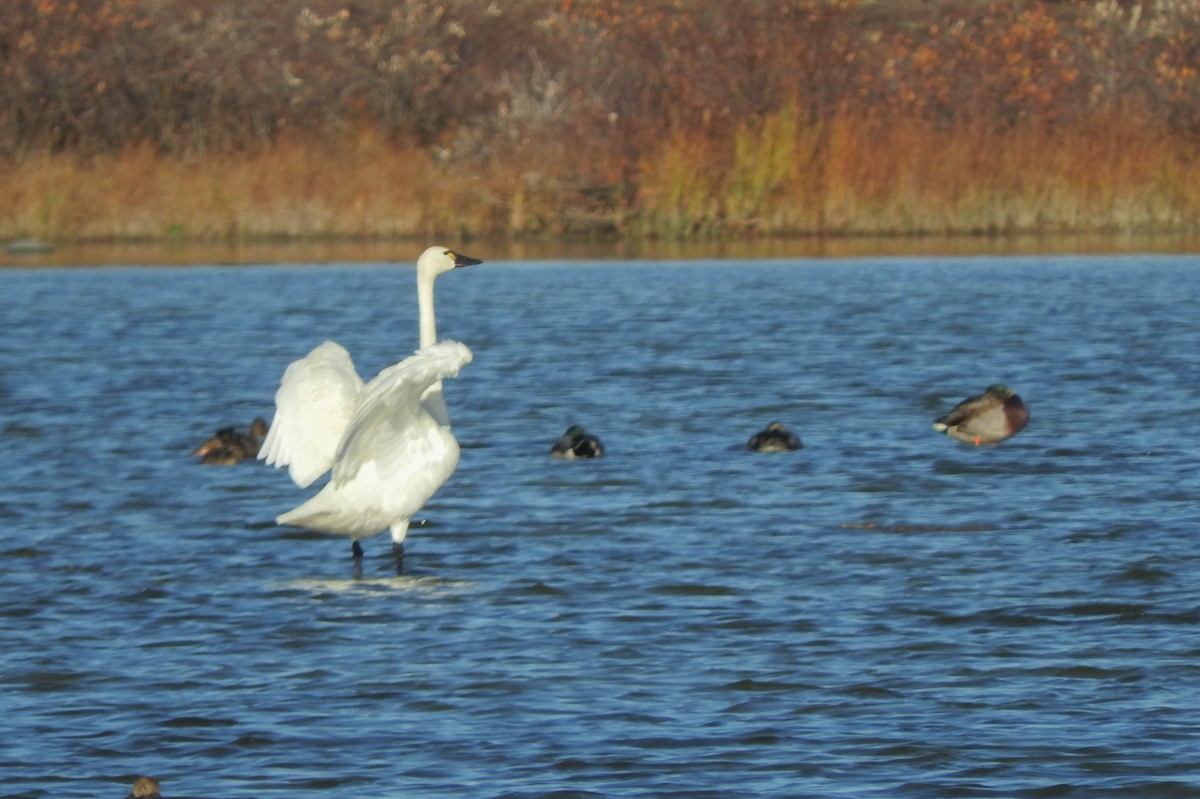 Tundra Swan - ML621592796