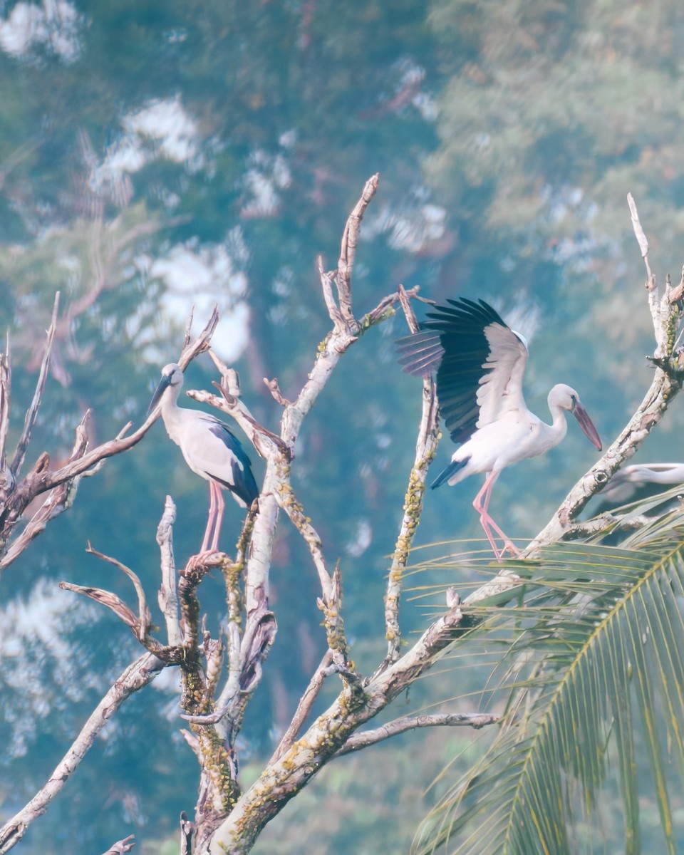 Asian Openbill - ML621592873