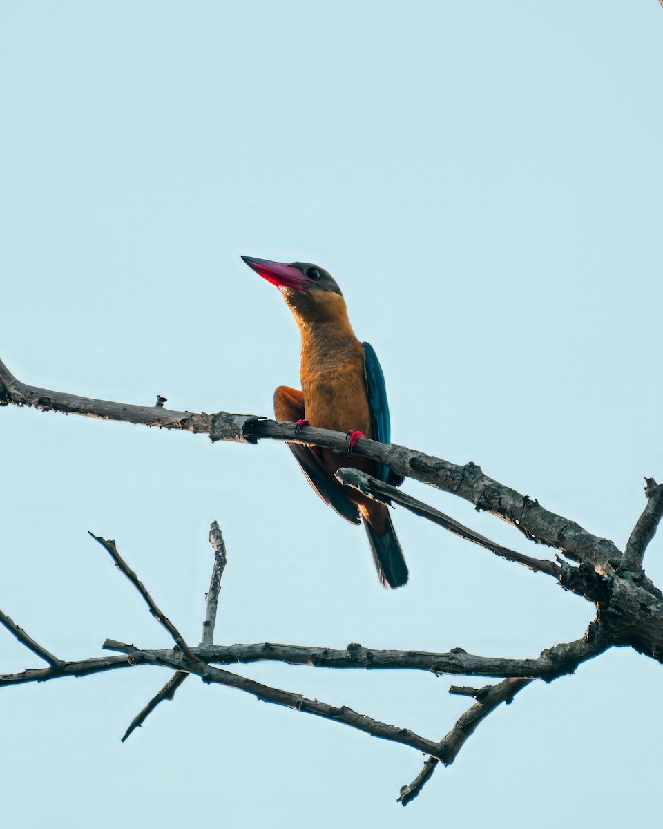 Stork-billed Kingfisher - ML621592874