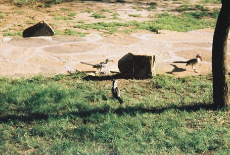 Northern Red-billed Hornbill - ML621592888