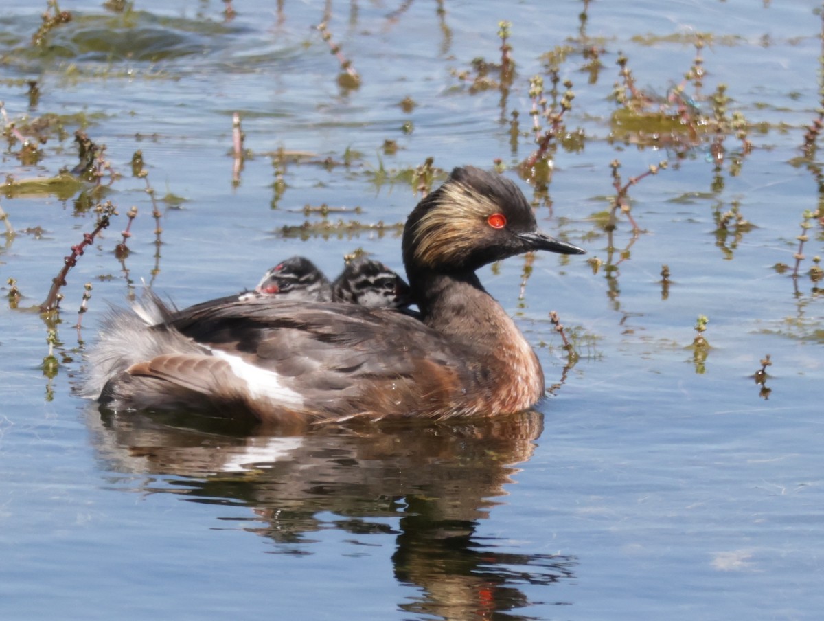 Eared Grebe - ML621592891