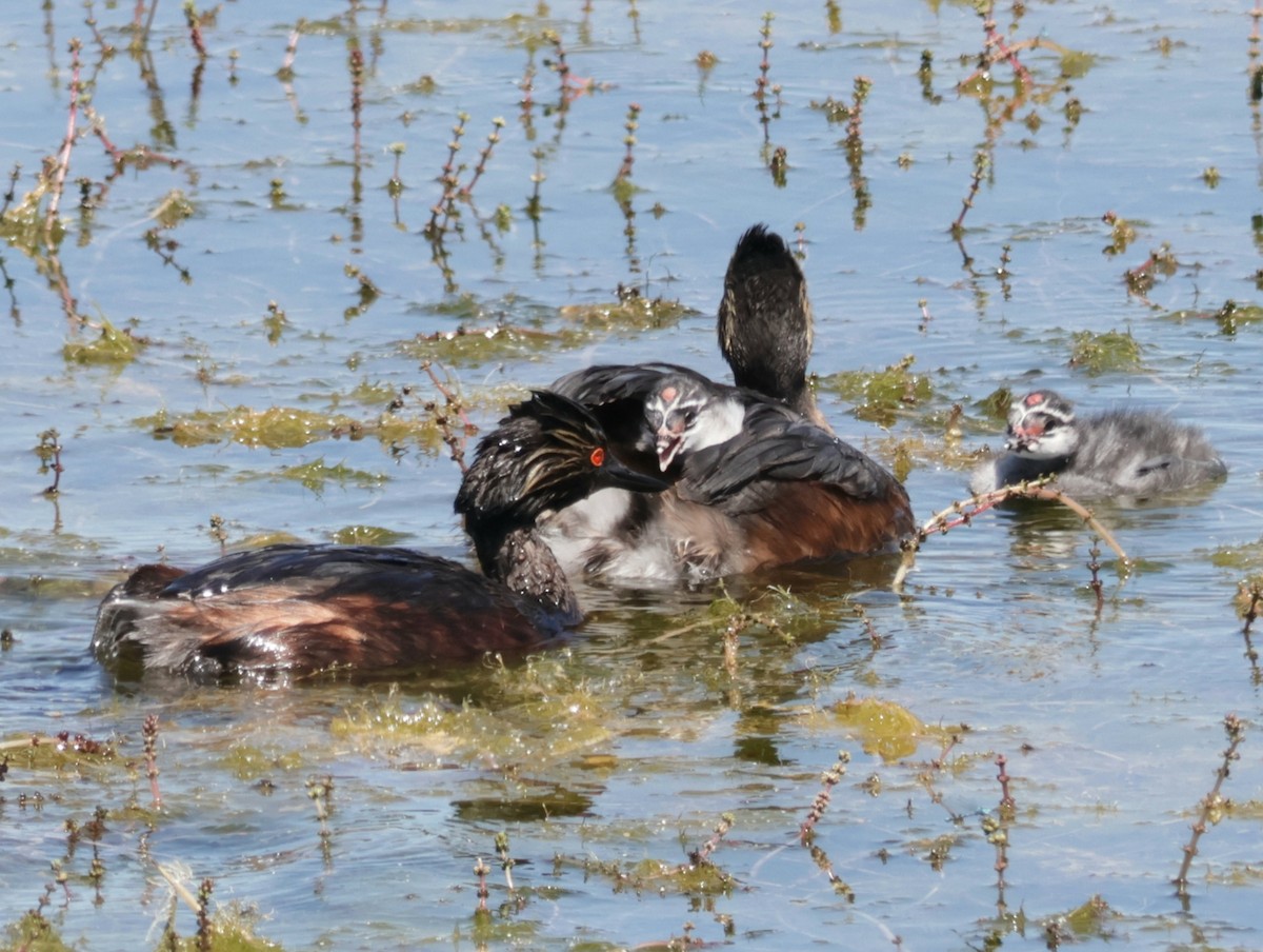 Eared Grebe - Joan Baker