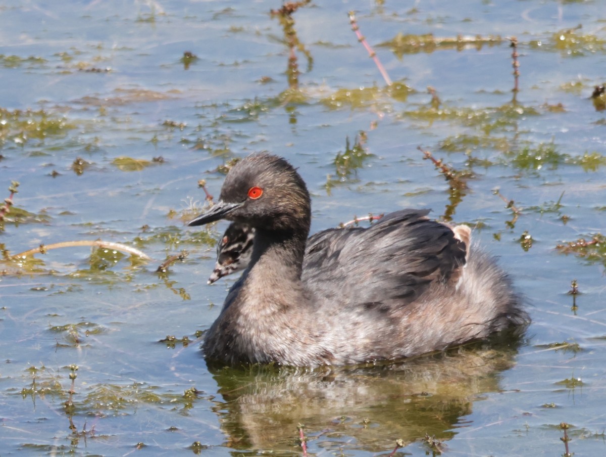 Eared Grebe - ML621592893