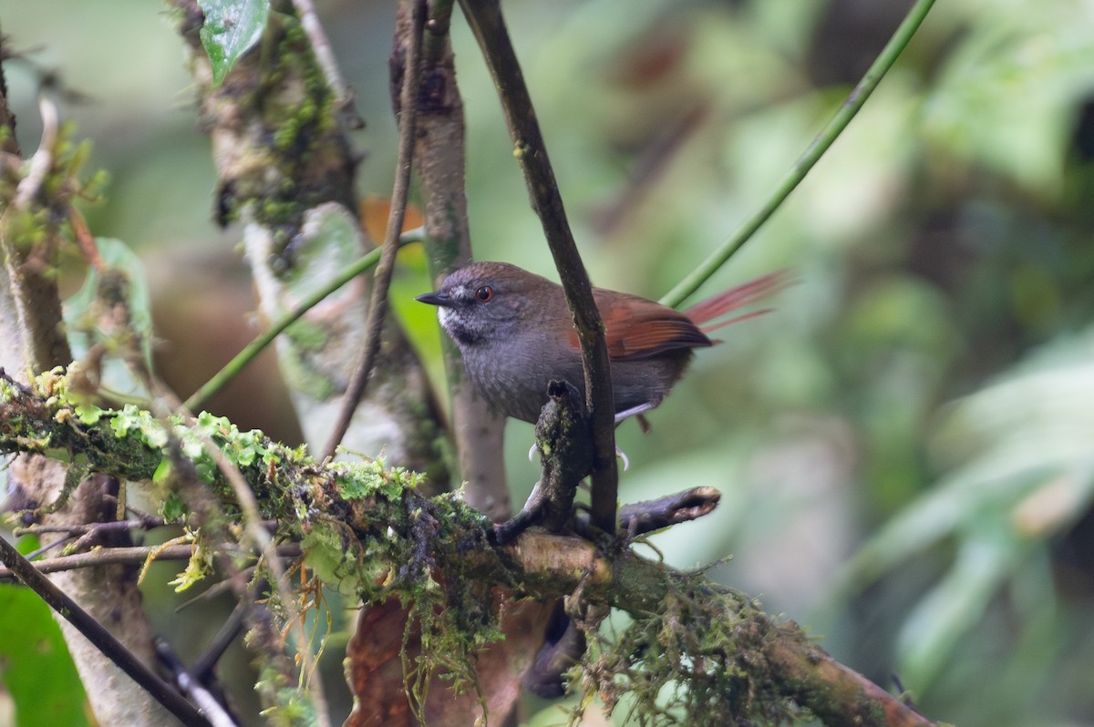 Gray-bellied Spinetail - ML621592914