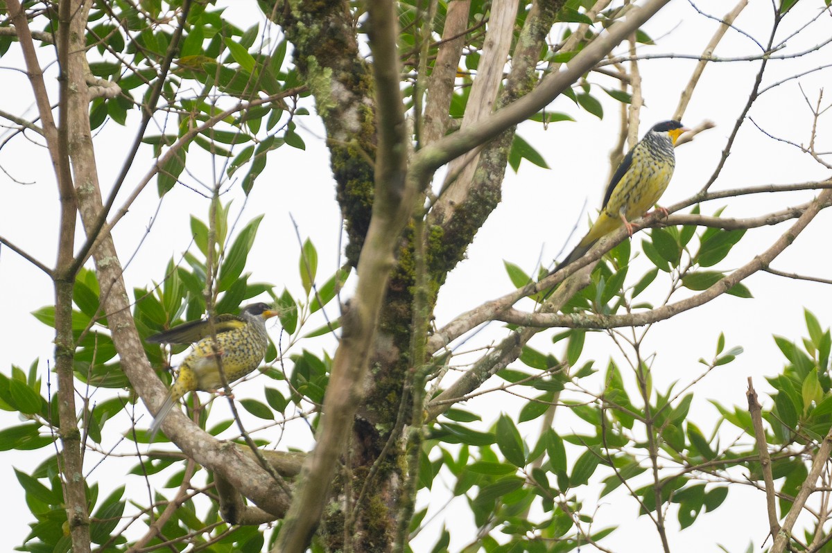 Swallow-tailed Cotinga - Flavio Moraes