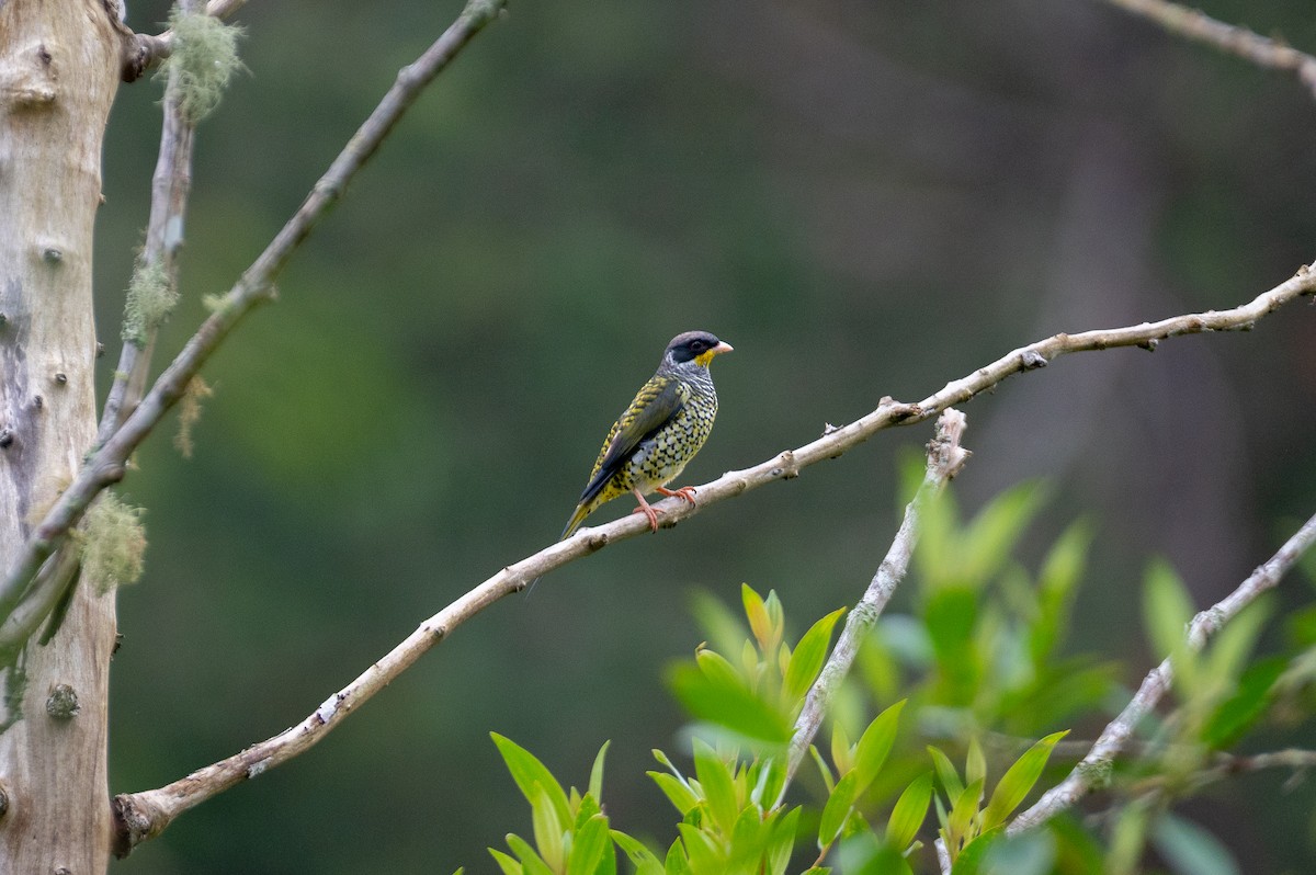 Swallow-tailed Cotinga - ML621592927