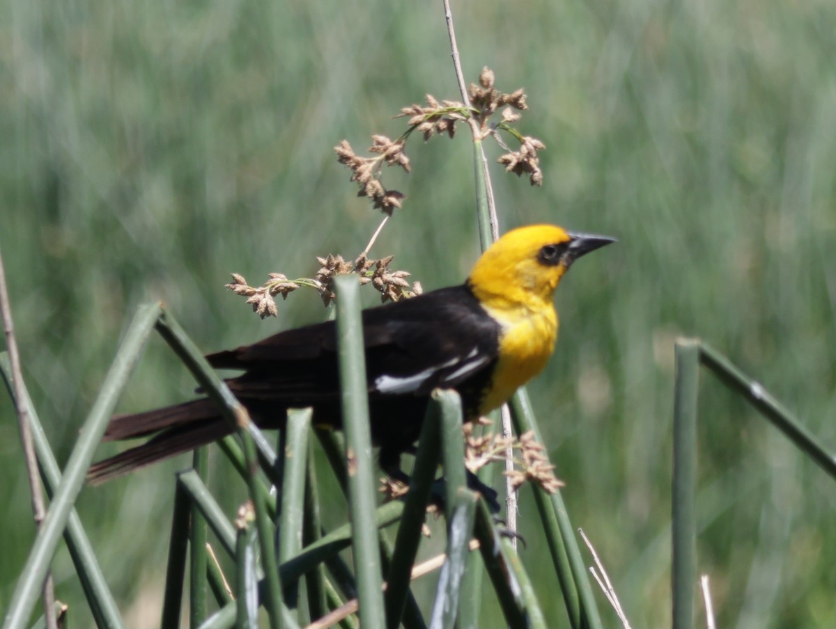 Yellow-headed Blackbird - ML621592943