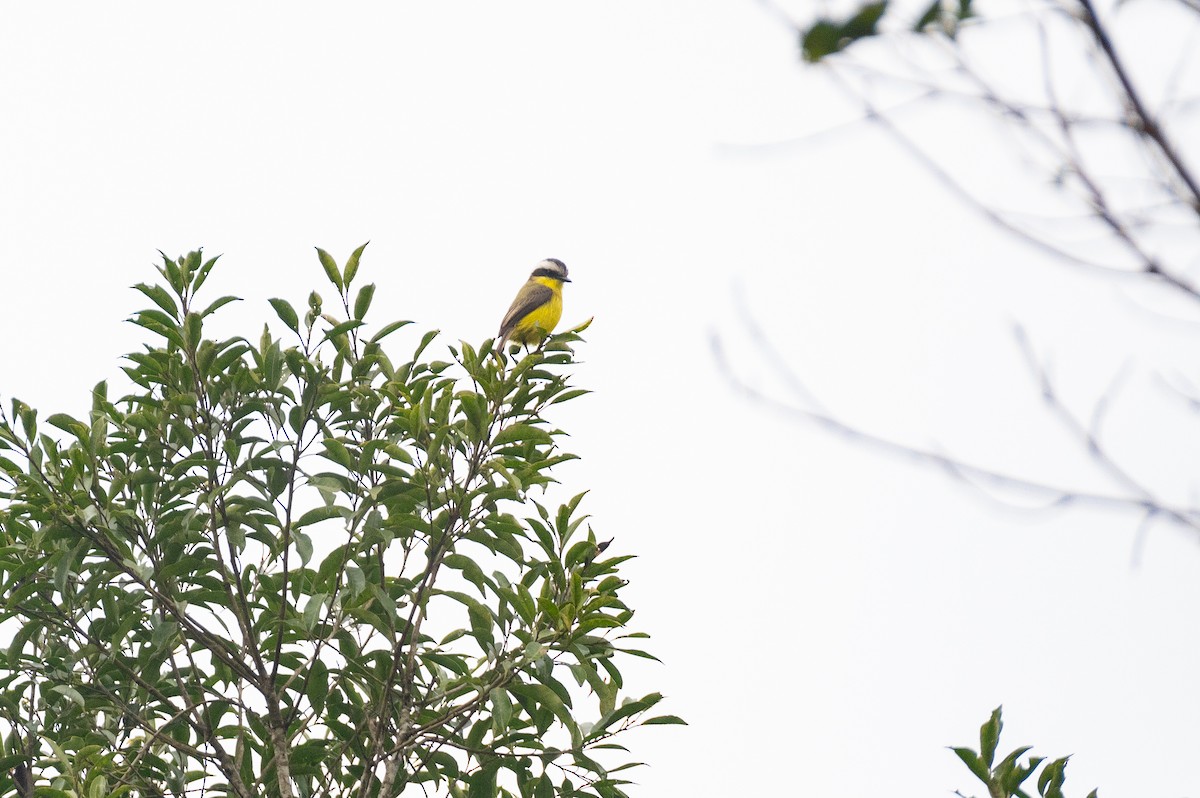 Three-striped Flycatcher - Flavio Moraes