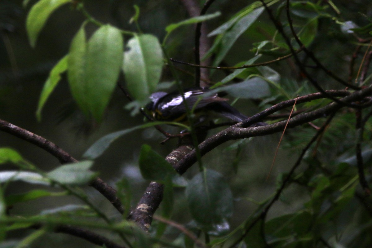 Magnolia Warbler - Daniel Lebbin