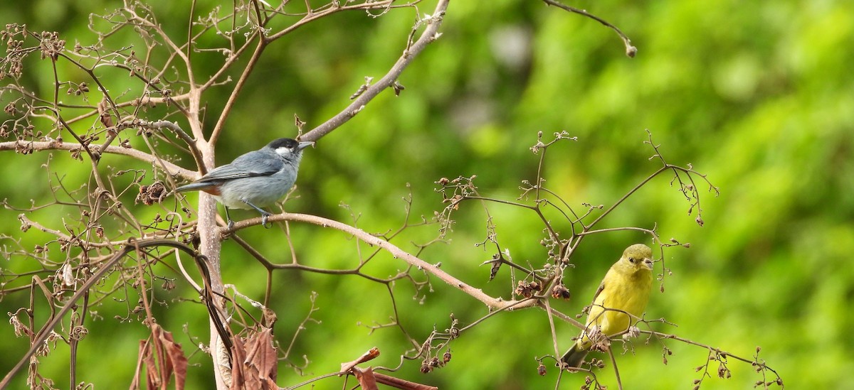 White-eared Conebill - ML621593019