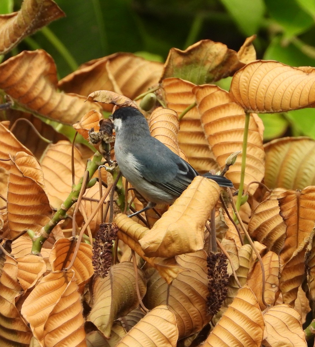 White-eared Conebill - ML621593035