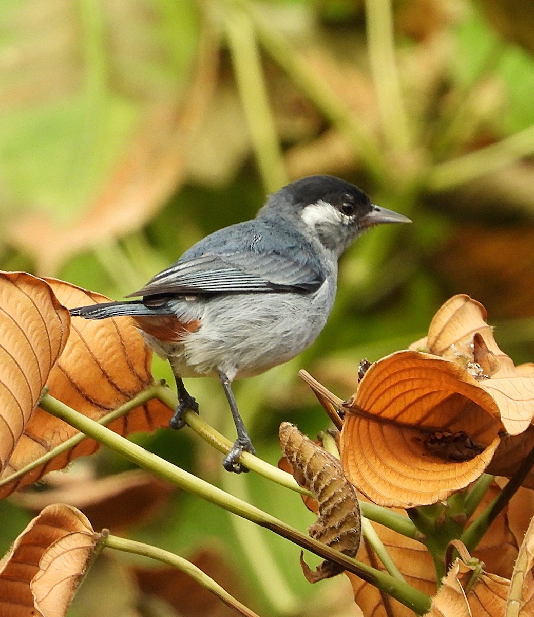 White-eared Conebill - ML621593036