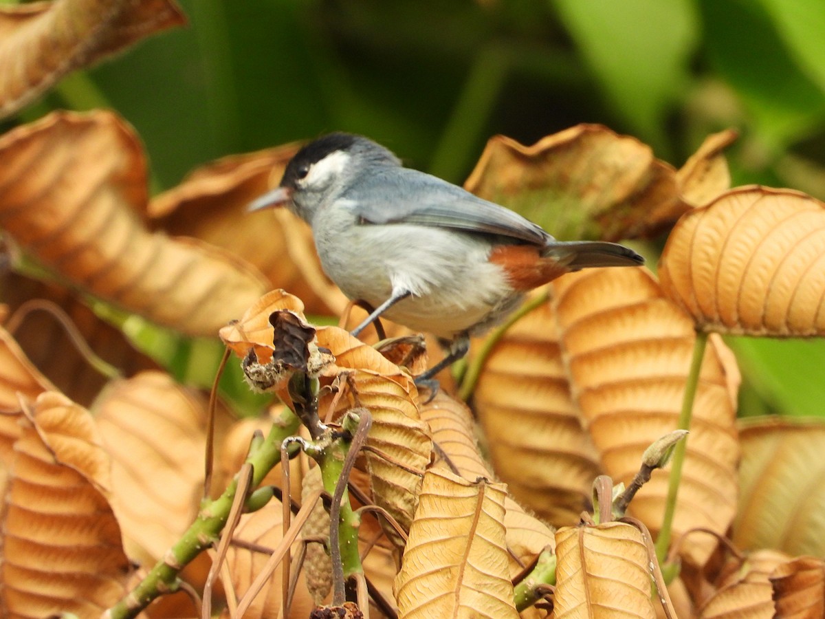 White-eared Conebill - ML621593037