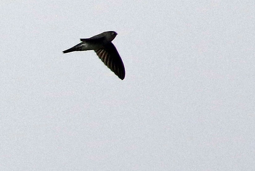Cave Swiftlet - ML621593057