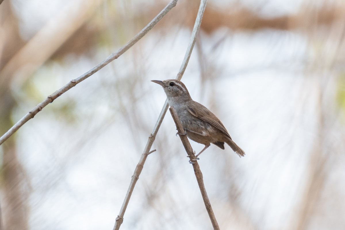 White-bellied Wren - ML621593058